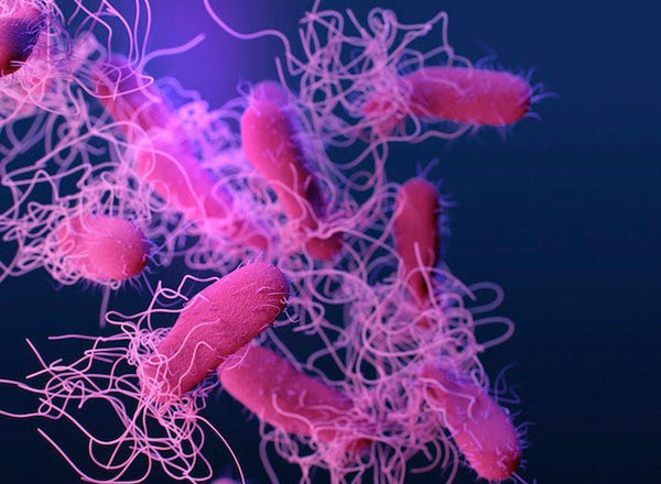 Manuka Honey Benefits for Resistant Bacteria and Biofilms