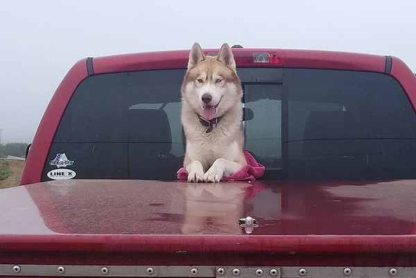 Manuka Honey for Dogs: A Short Go-to Guide