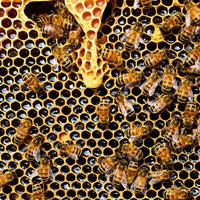 The Ultimate Guide to Manuka Honey Benefits
