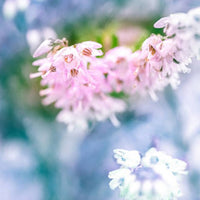 Understanding MGO: The Power Behind Manuka Honey