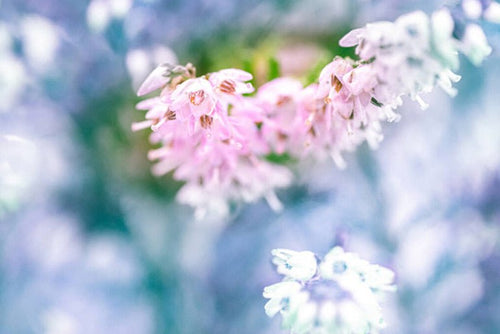 Understanding MGO: The Power Behind Manuka Honey