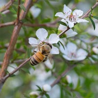 Why Is Manuka Honey So Expensive? And Will it Save Me Money?