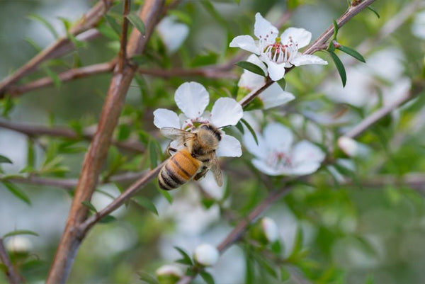Why Is Manuka Honey So Expensive? And Will it Save Me Money?