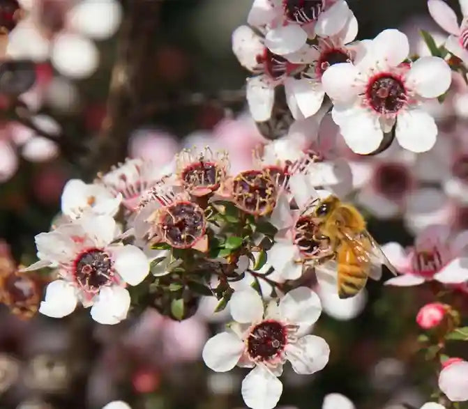 _img_banner_