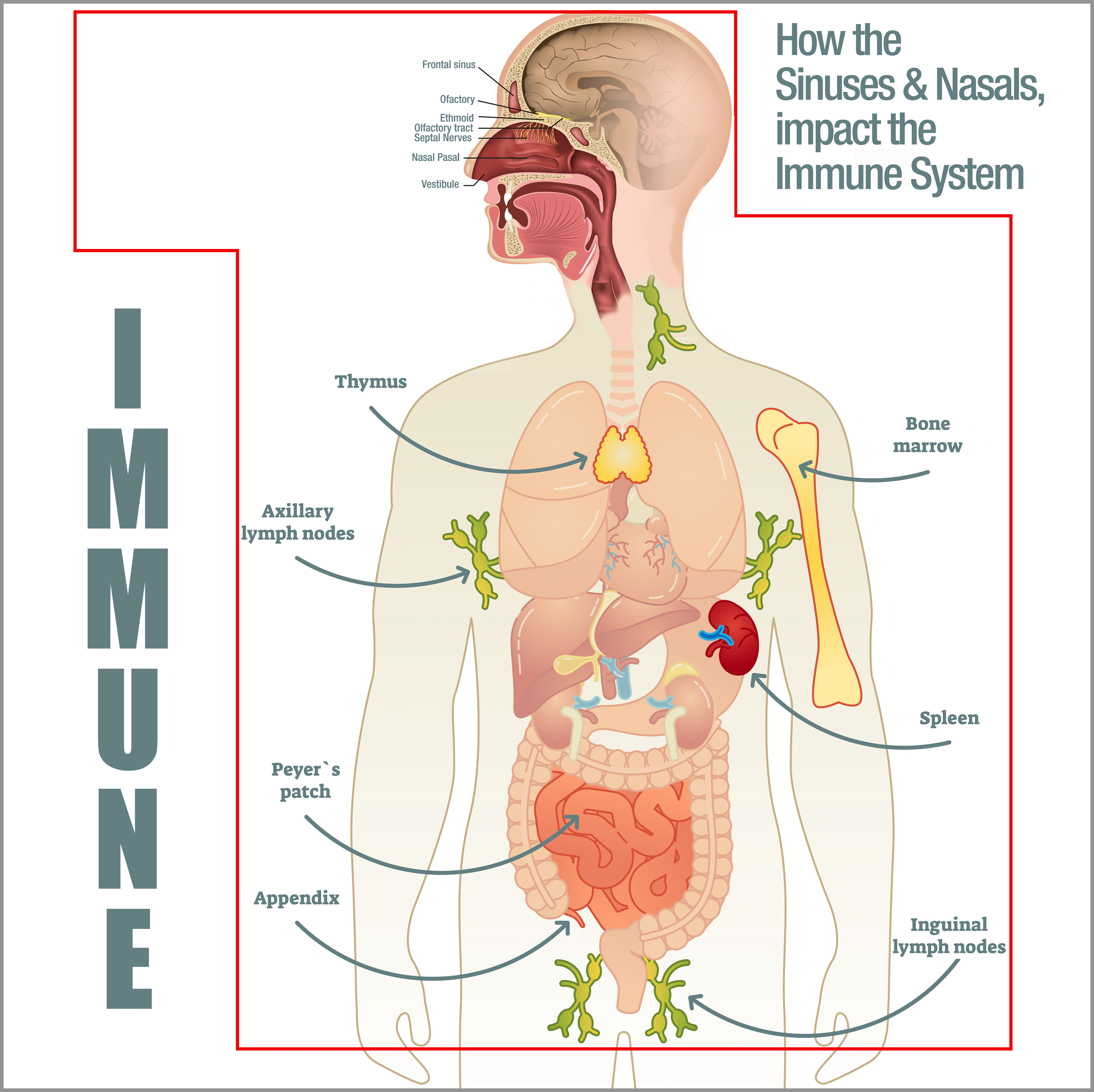 Immune Support Medical Grade Mānuka Honey