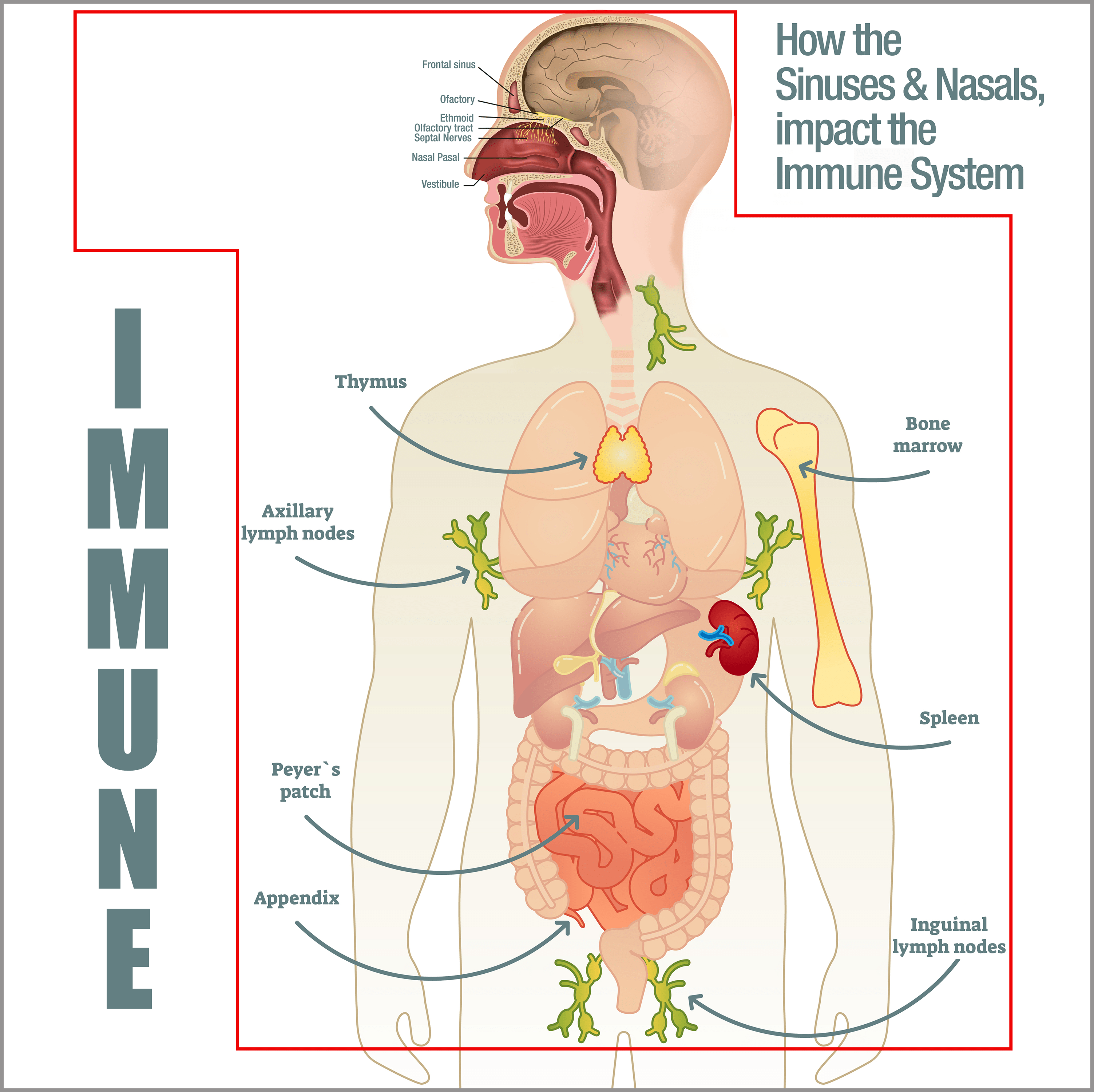 Mānuka Honey, Immune Support